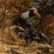 Opona VITTORIA Martello Trail G2.0